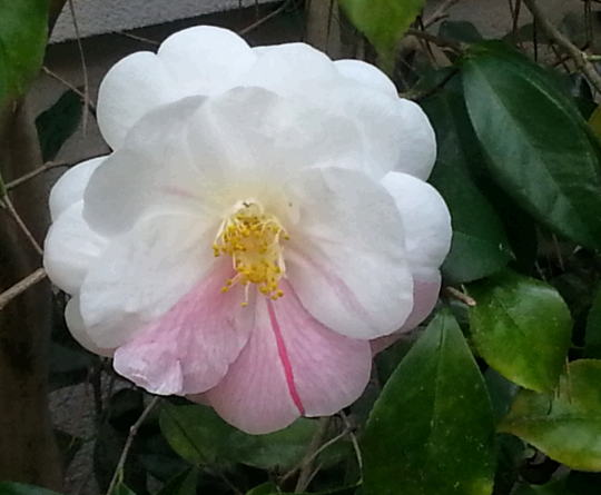 Camellia in full flower